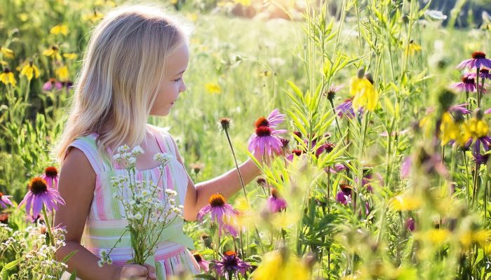 little girl, wildflowers, meadow-2516578.jpg